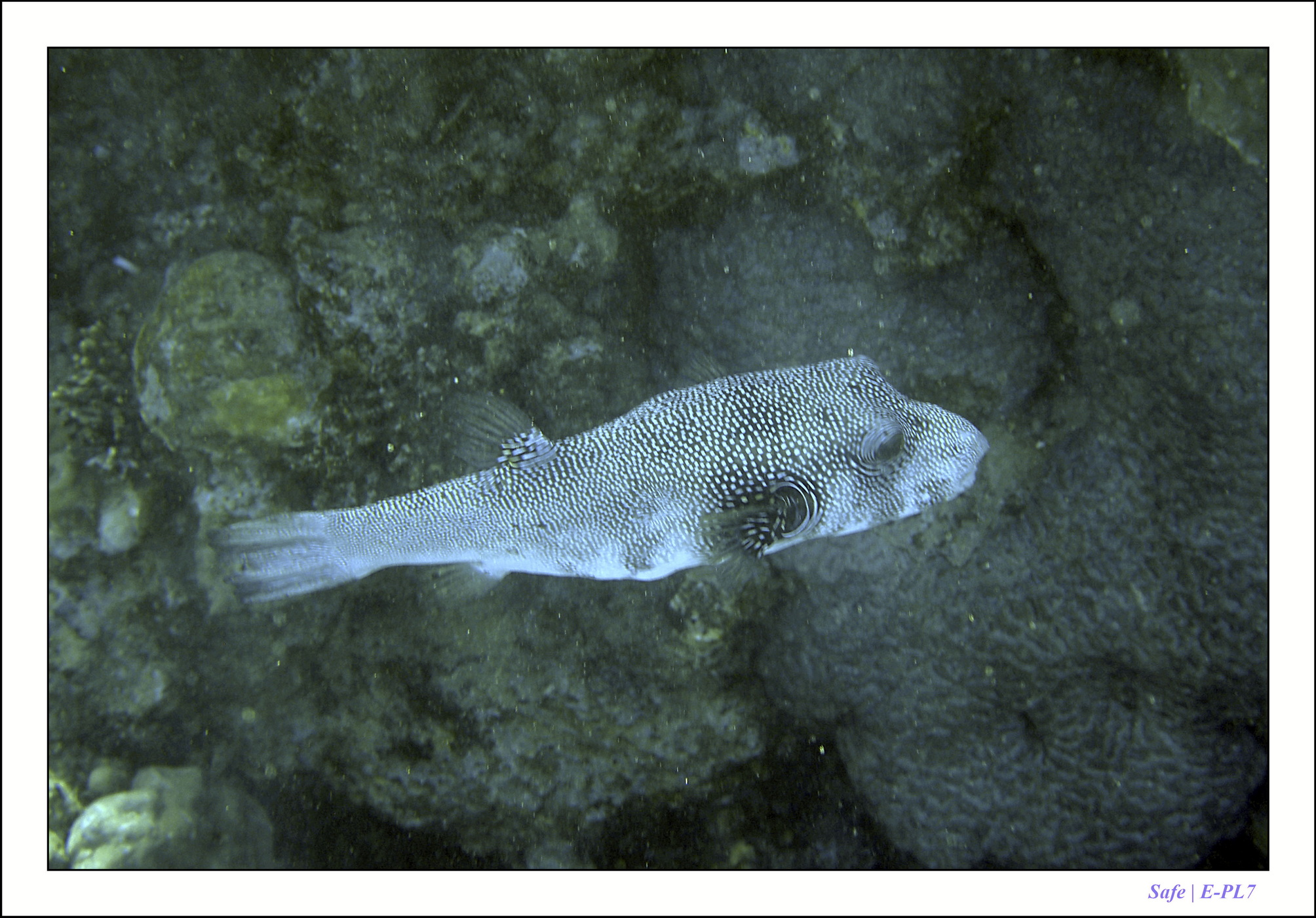 2023 - 03 - Charm El Sheikh - 47